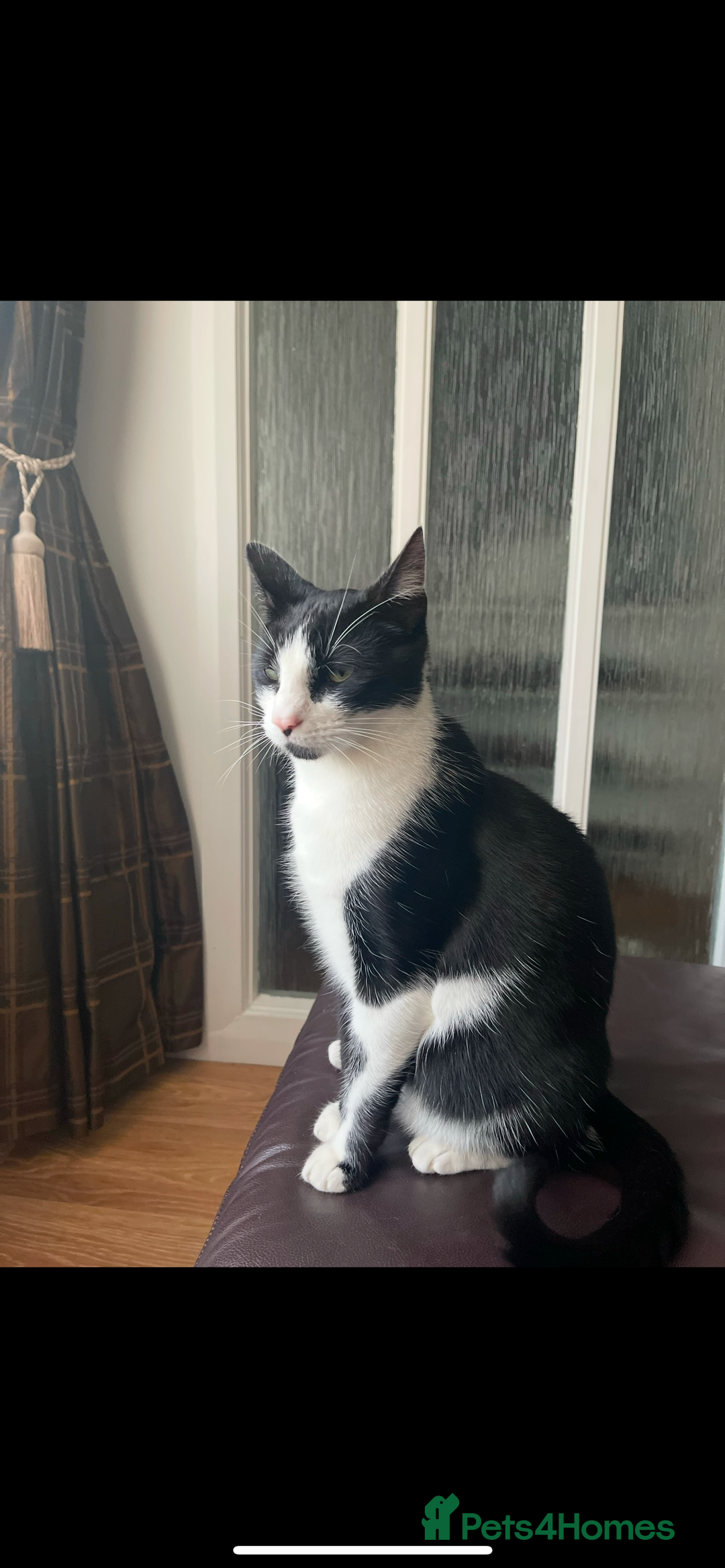 Domestic Shorthair cats for sale: Unwell Owner  - Image 2