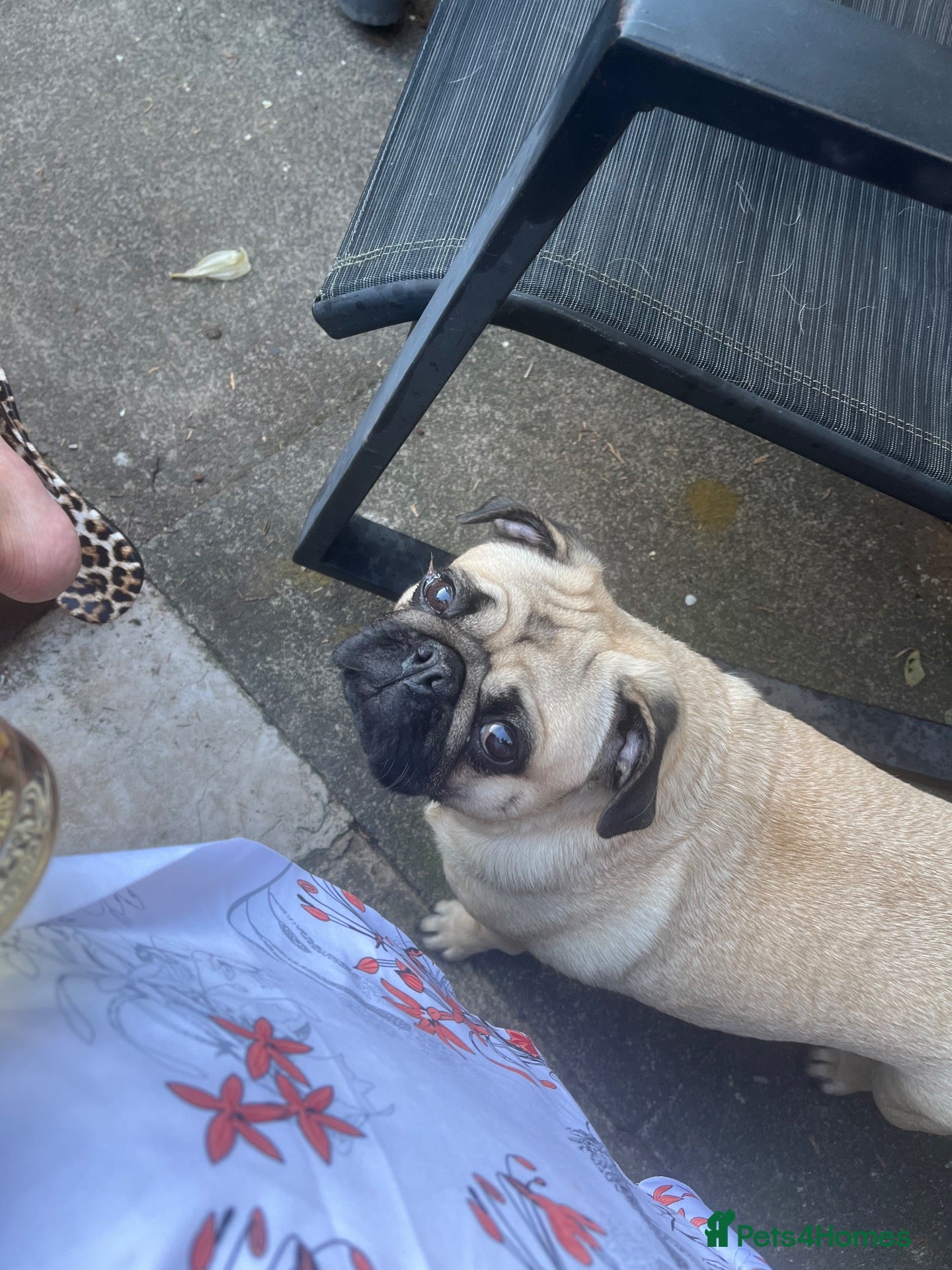 Pug dogs 4 year old Male and 2 year old bitch Pug for Sale  - Advert 1
