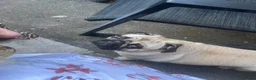 Pug dogs for sale: 4 year old Male and 2 year old bitch Pug for Sale  in Smethwick - Advert 1