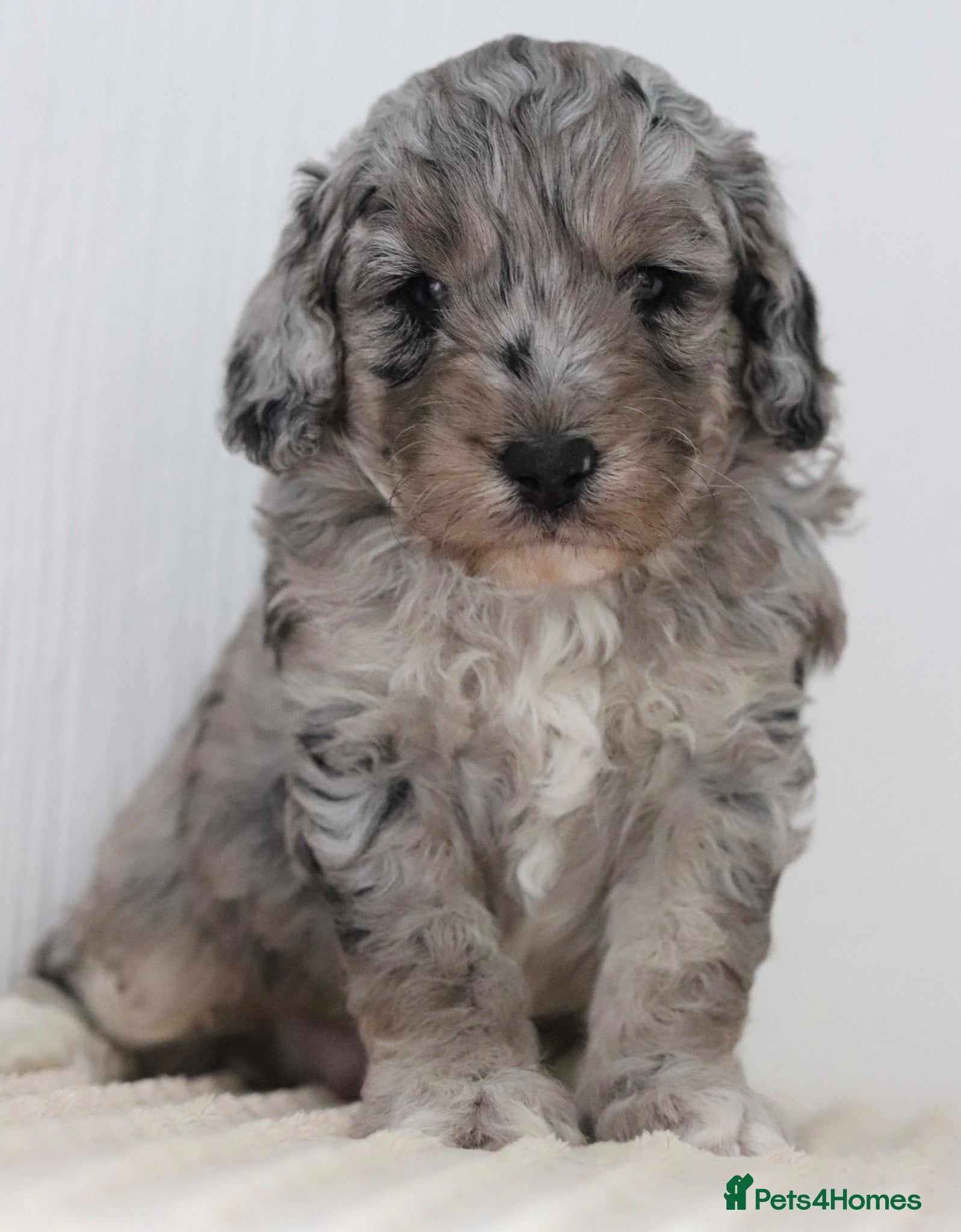 Cockapoo dogs Stunning Merle & phantom cockapoo litter - Advert 2