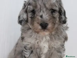 Cockapoo dogs Stunning Merle & phantom cockapoo litter - Advert 2