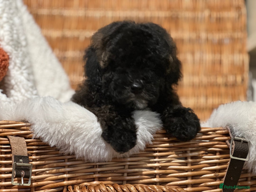 Shihpoo dogs for sale: Absolutely stunning Shihpoo pups ready now ❤️ - Image 6