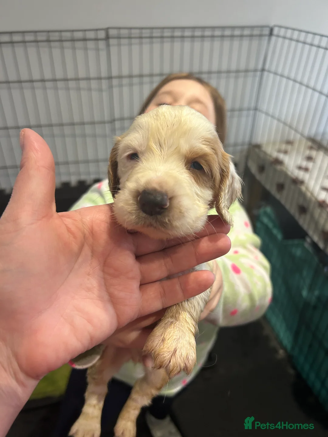 Cocker Spaniel dogs for sale: kC reg cocker spaniel pups - Advert 4