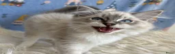 Ragdoll cats for sale: Beautiful TICA Registered Ragdoll Kittens - Advert 14
