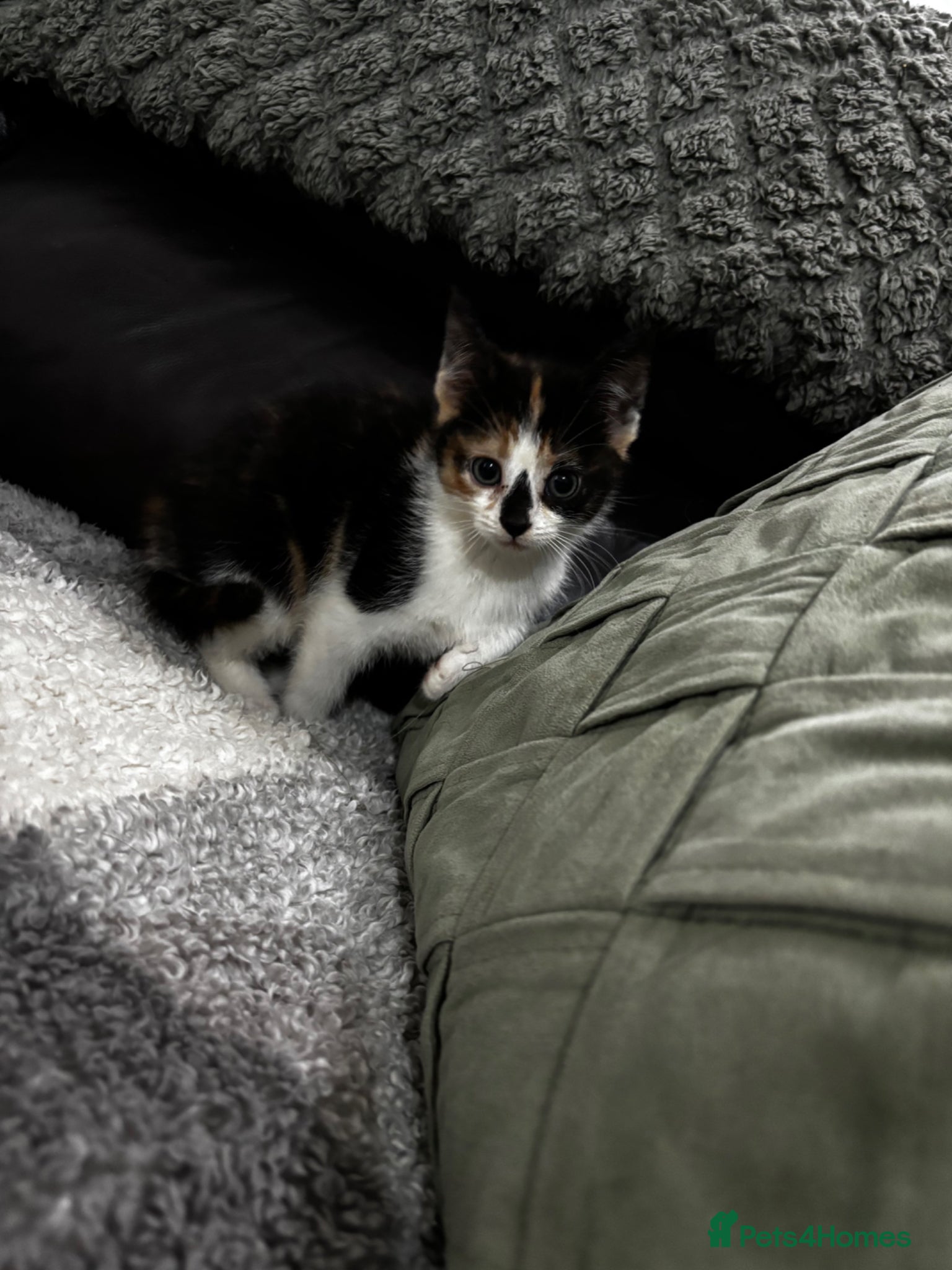Mixed Breed cats 5 gorgeous kittens for sale  - Advert 10