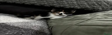 Mixed Breed Kitten 4