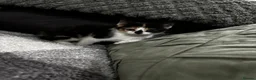 Mixed Breed cats for sale: 5 gorgeous kittens for sale  - Advert 1