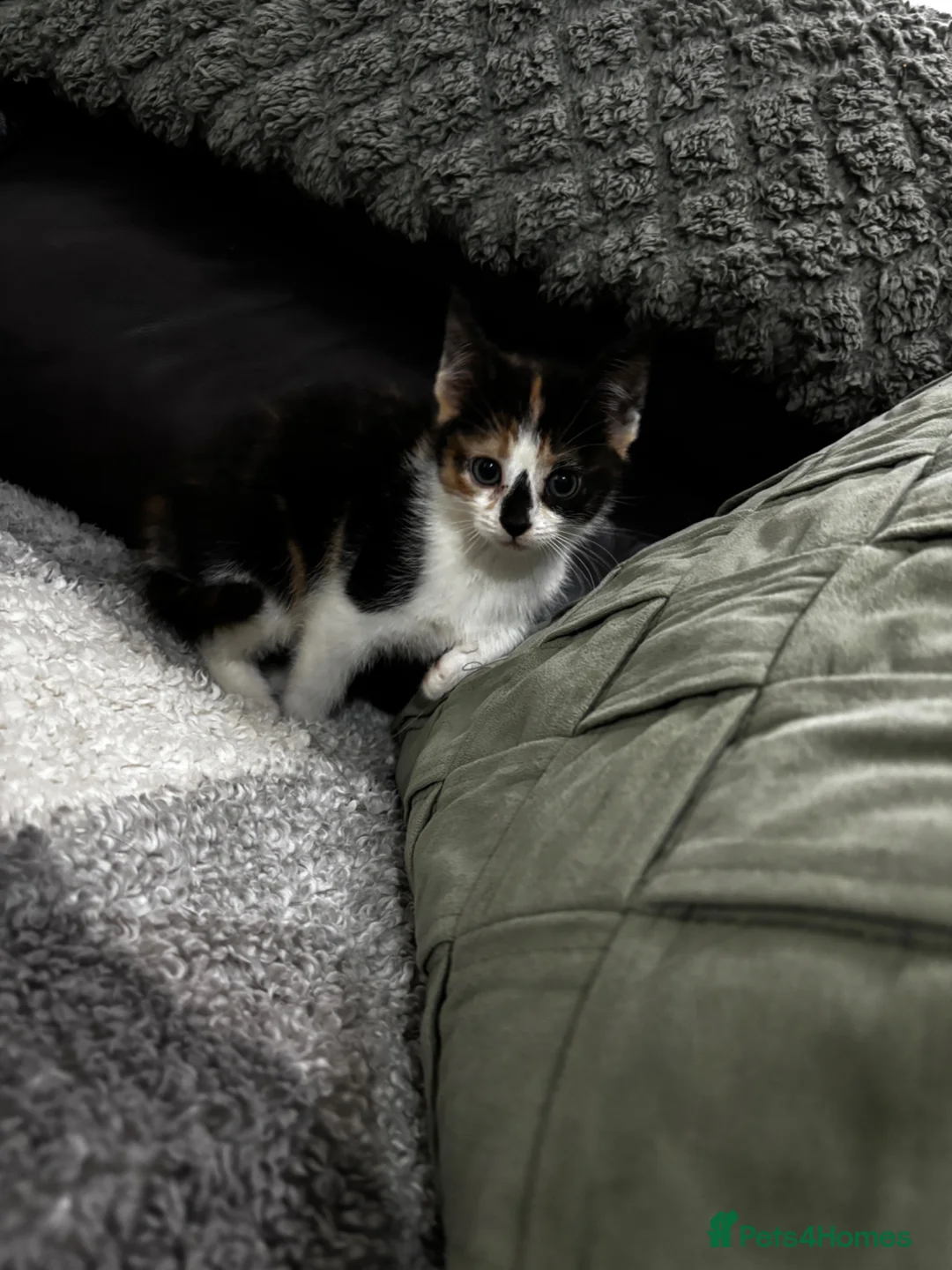 Mixed Breed cats for sale: 5 gorgeous kittens for sale  - Advert 1