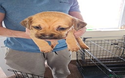 Mixed Breed dogs for sale: dachshund  x pug puppy's  - Image 2