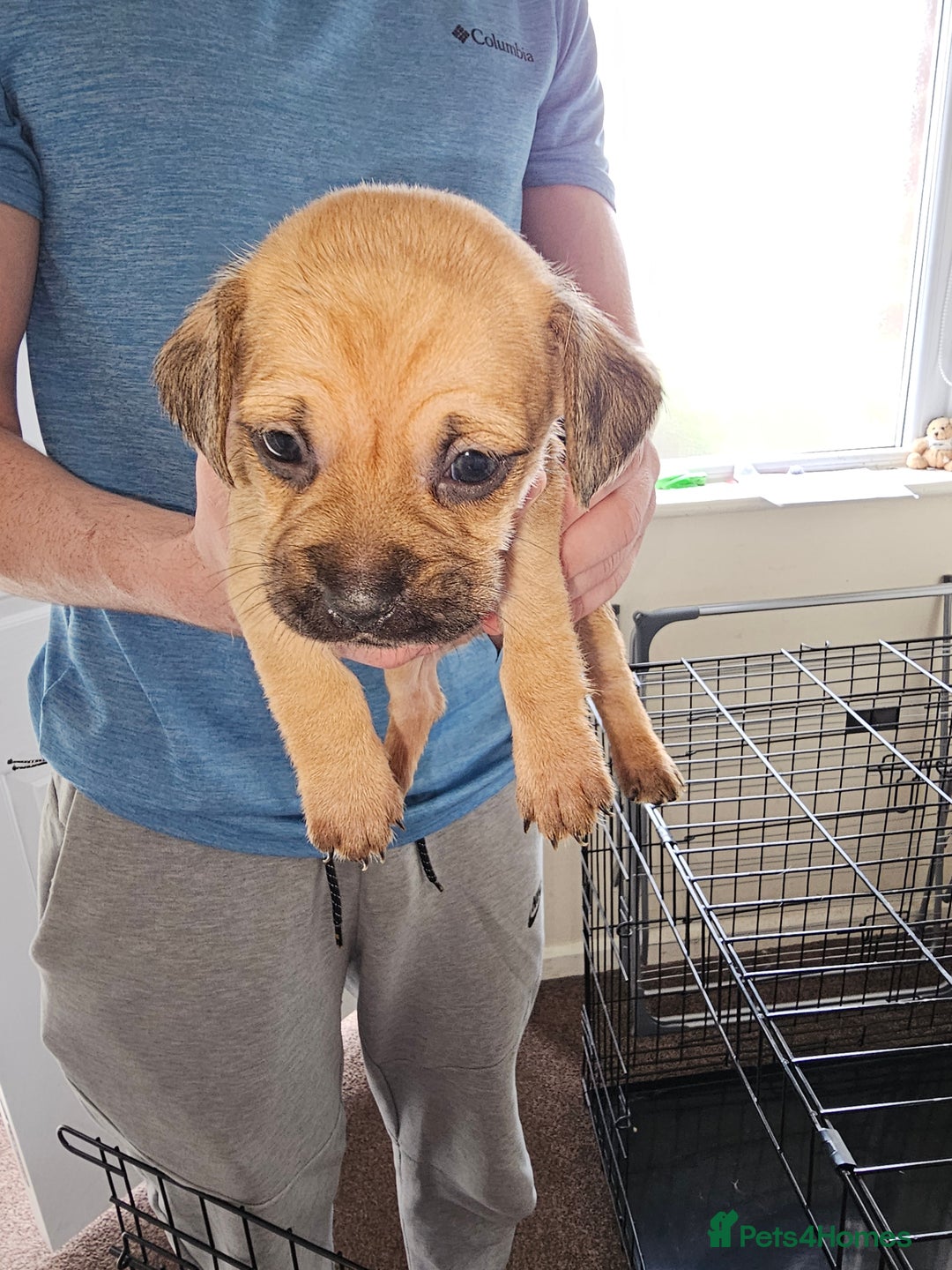 Mixed Breed dogs for sale: dachshund  x pug puppy's  - Image 2