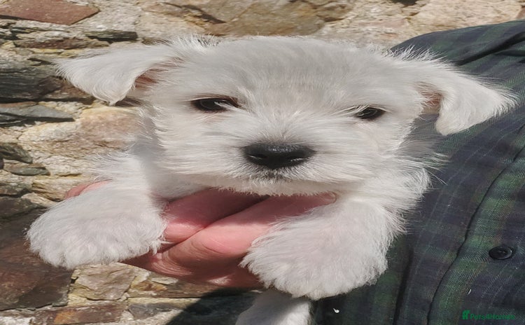 West Highland Terrier dogs - Advert 3