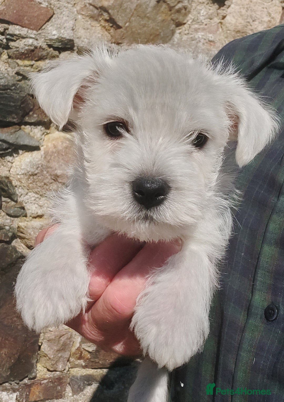 West Highland Terrier dogs for sale: Westie Puppies  - Image 1