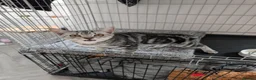 Mixed Breed cats for sale: REHOMING KITTEN 6 MONTHS OLD  in Bicester - Advert 3