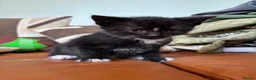 Domestic Shorthair cats for sale: 5 black and white kittens ready to take home  - Advert 13