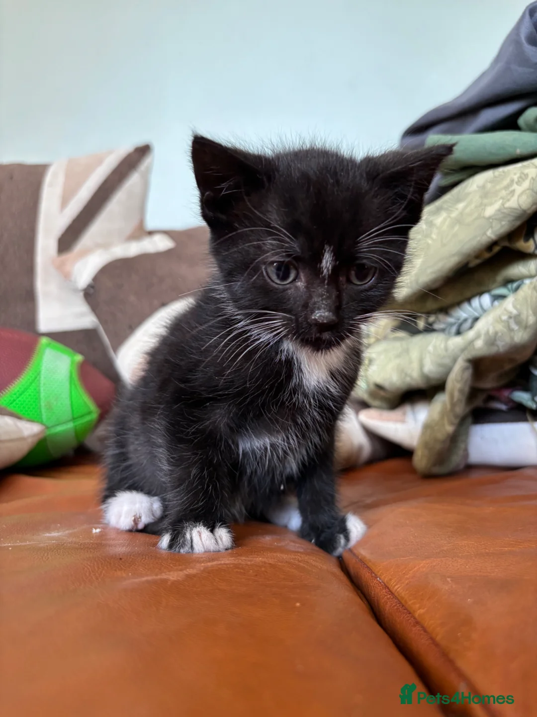 Domestic Shorthair cats for sale: 5 black and white kittens ready to take home  - Advert 13