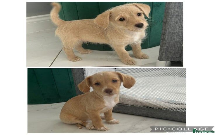 Mixed Breed dogs - Advert 1