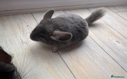 Chinchilla rodents for sale: Pair of Young Female Chinchillas - Image 6