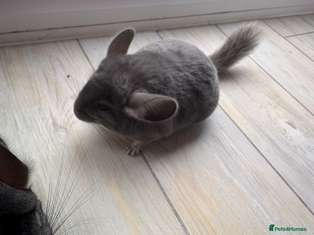 Chinchilla rodents for sale: Pair of Young Female Chinchillas - Image 6
