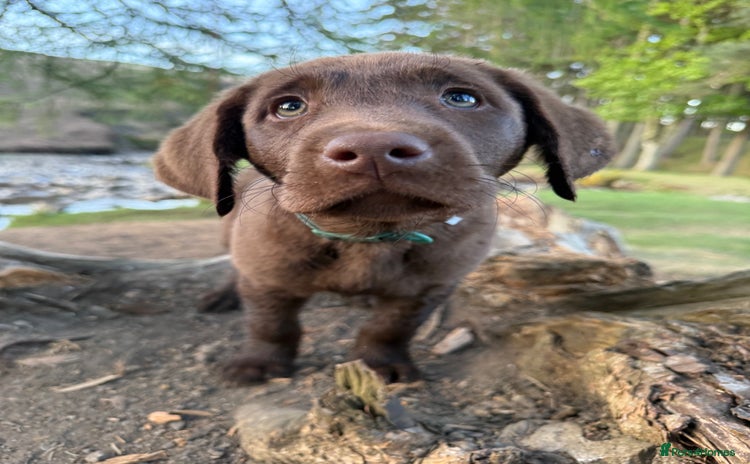 Labrador Retriever dogs - Advert 13