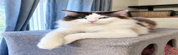 Ragdoll cats for sale: Bicolour ragdoll kittens (males) - Advert 4