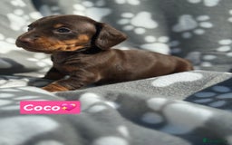 Miniature Dachshund dogs for sale: Miniature dachshund  - Image 6