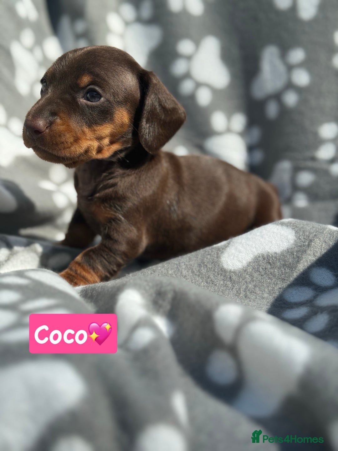 Miniature Dachshund dogs for sale: Miniature dachshund  - Image 6