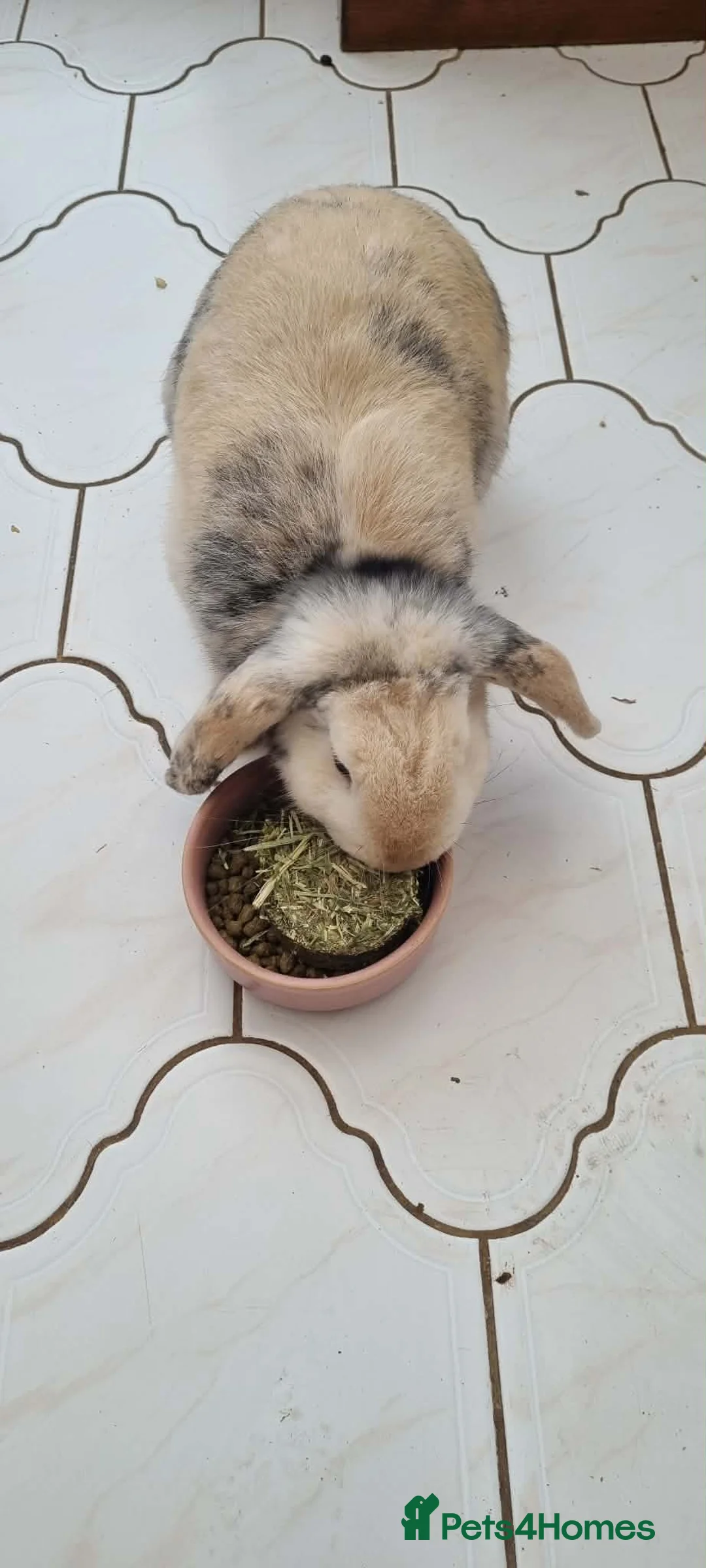 Harlequin rabbits for sale: Female rabbit looking for loving home - Advert 1