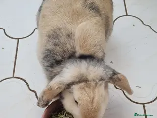 Harlequin rabbits Female rabbit looking for loving home - Advert 4