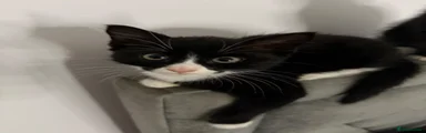 Kitten 1 – Female Black & White Tuxedo 🖤🤍