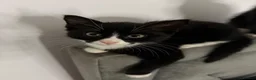 Mixed Breed cats for sale: Adorable Kittens Ready for Their Forever Homes🐾 - Advert 9