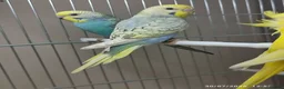 Budgerigars birds for sale: Budgies in London  - Advert 2