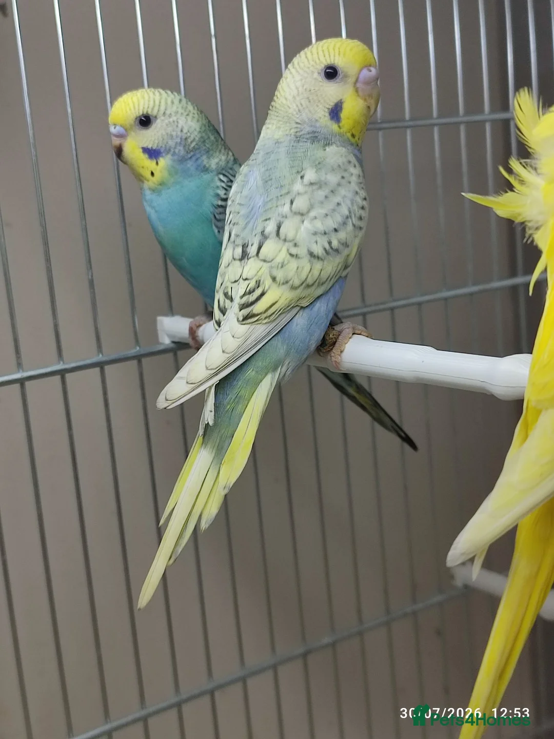 Budgerigars birds for sale: Budgies in London  - Advert 2