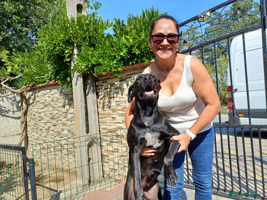 Mixed Breed dogs for adoption: Beautiful and Gentle JULIETTE - for a Loving Home in Nottingham - Advert 25