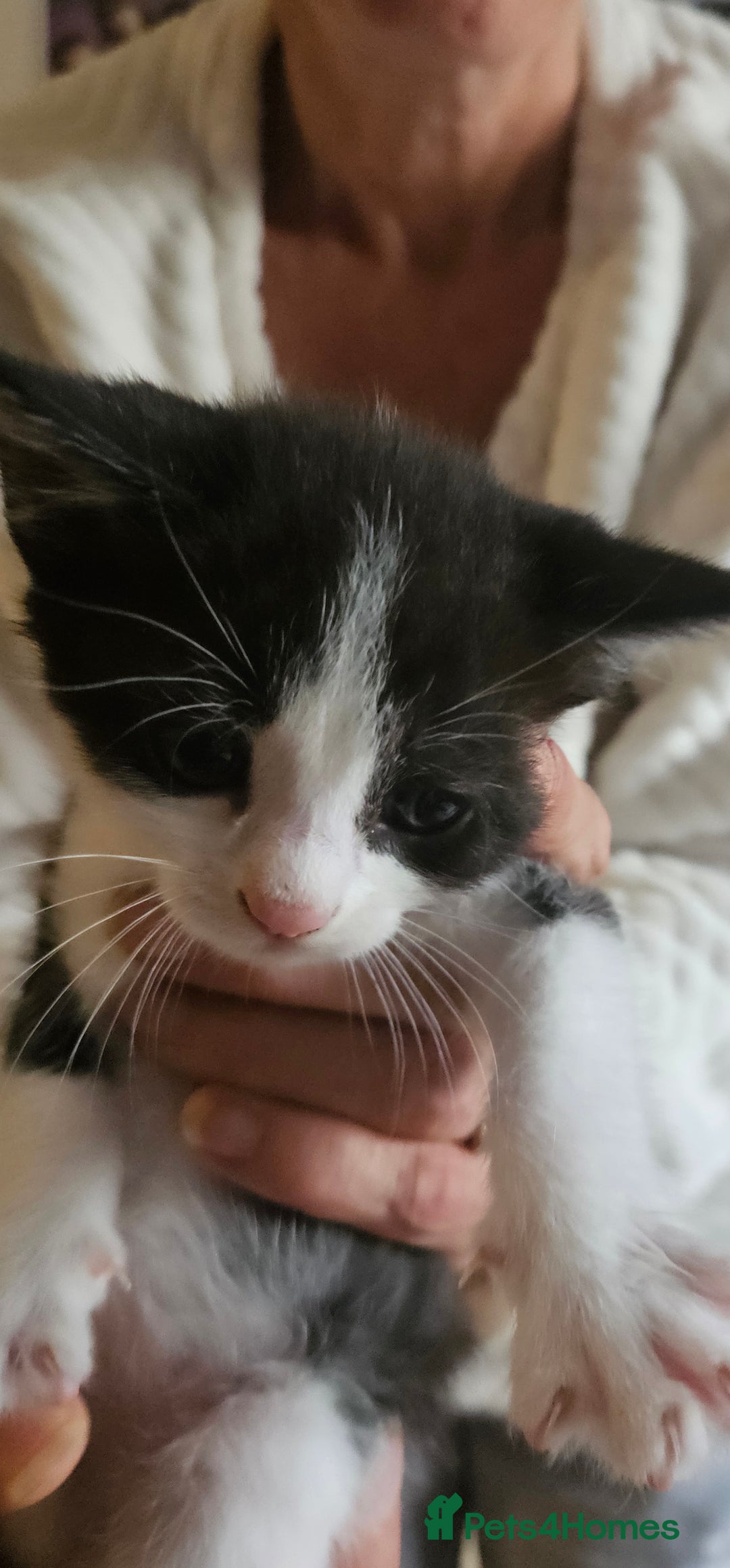 Maine Coon cats for sale: Half maine coon kittens - Image 2