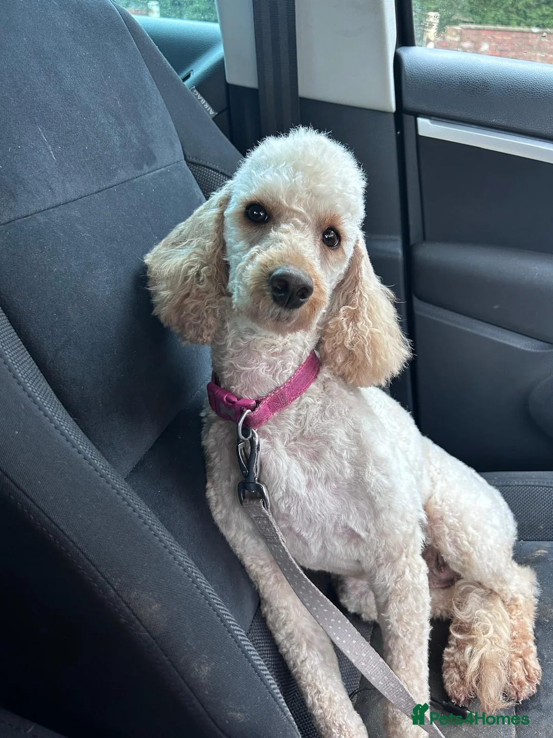 Miniature Poodle dogs for sale: Miniature poodles - Advert 2
