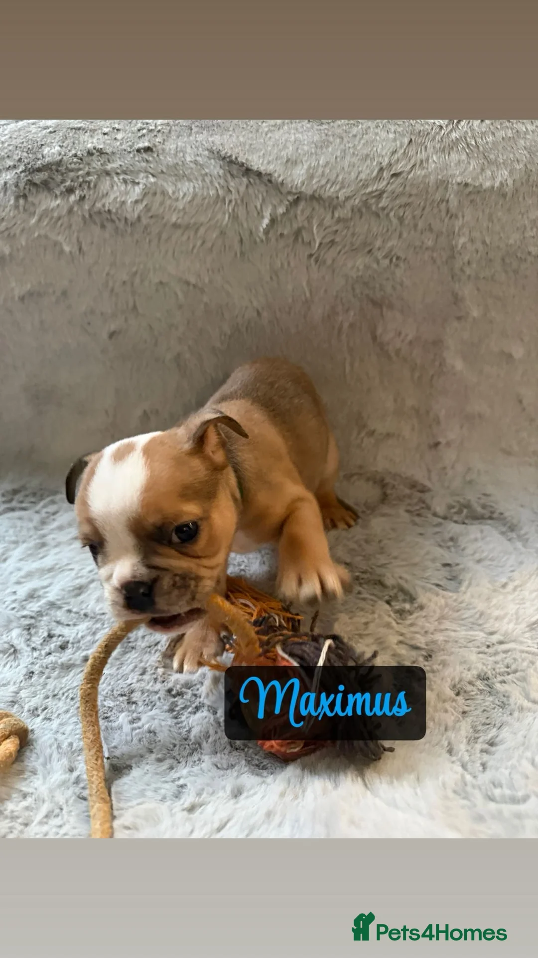 English Bulldog dogs for sale: English bulldog pups for sale  - Advert 4