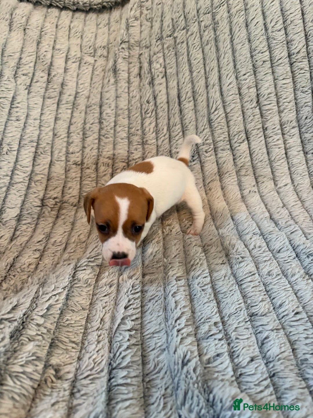 Jack Russell dogs for sale: Jack Russell puppies for sale - Advert 7