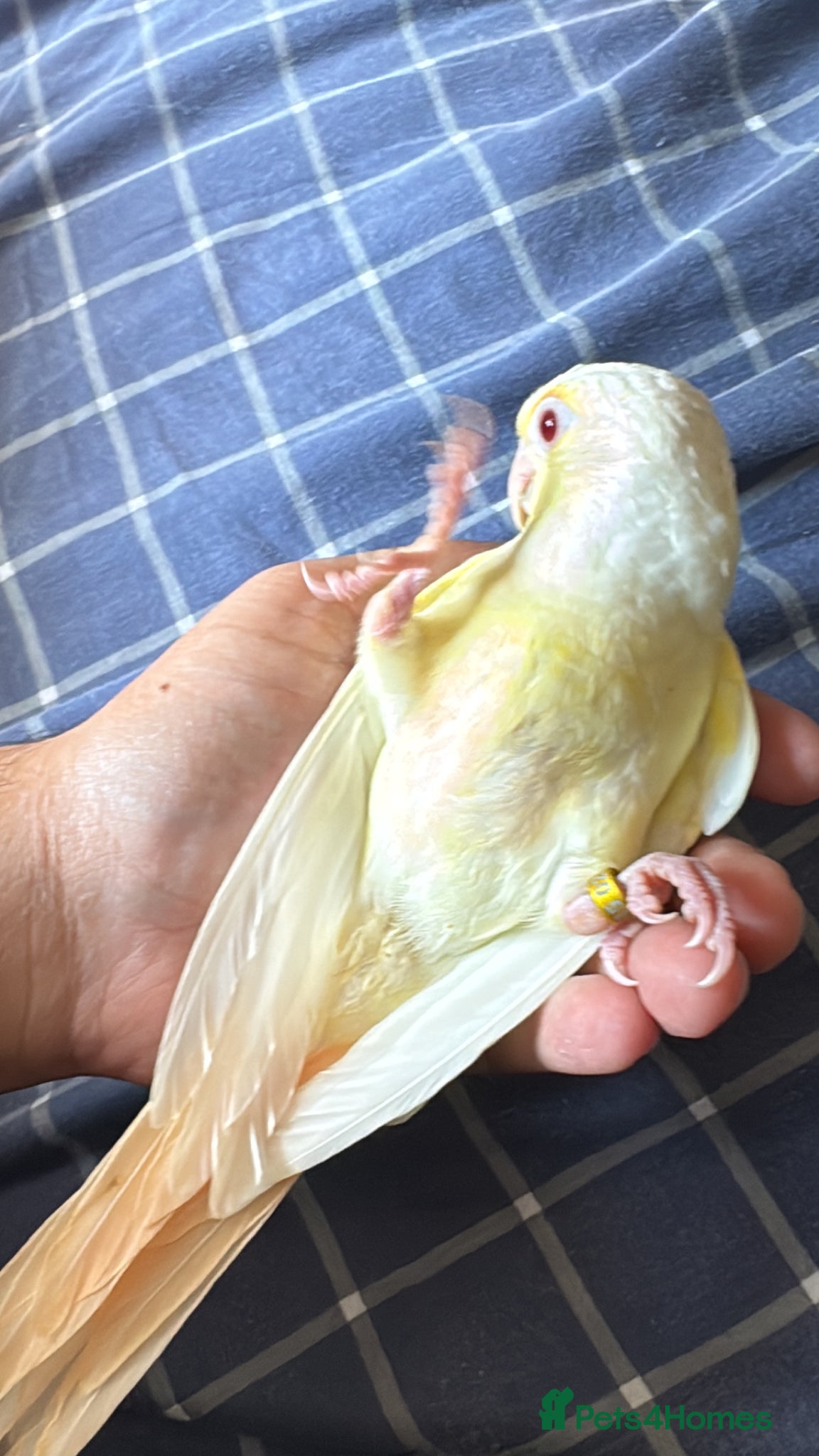 Conures birds Baby Conures available for new homes - Advert 1