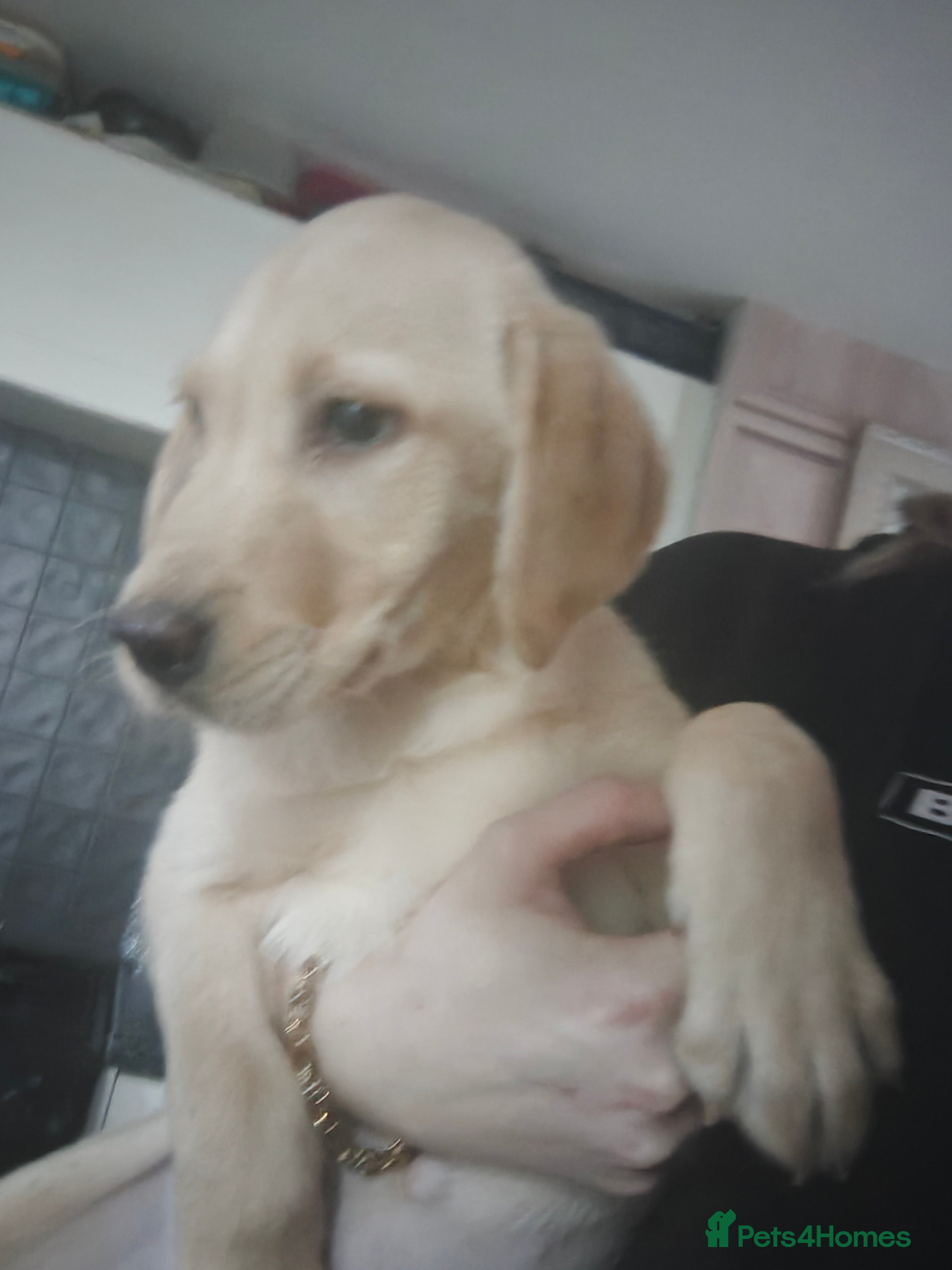 Labrador Retriever dogs READY last cream girl left - Stunning Lab pups - Advert 3