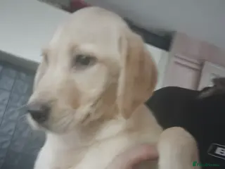 Labrador Retriever dogs READY last cream girl left - Stunning Lab pups - Advert 2