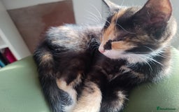 Mixed Breed cats for sale: Tortico female kitten for sale 3 months old - Image 2