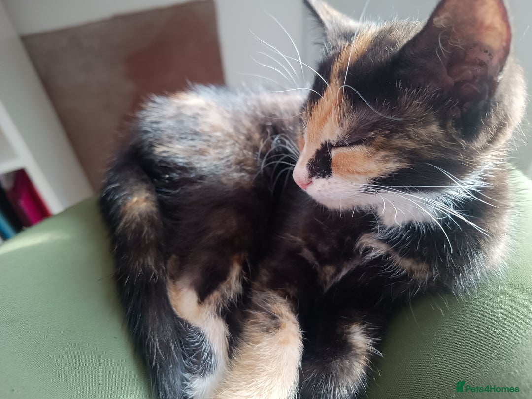 Mixed Breed cats for sale: Tortico female kitten for sale 3 months old - Image 2