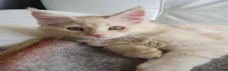 Maine Coon cats for sale: TICA Reg 2 Pure Bread Maine coon kittens - Advert 15