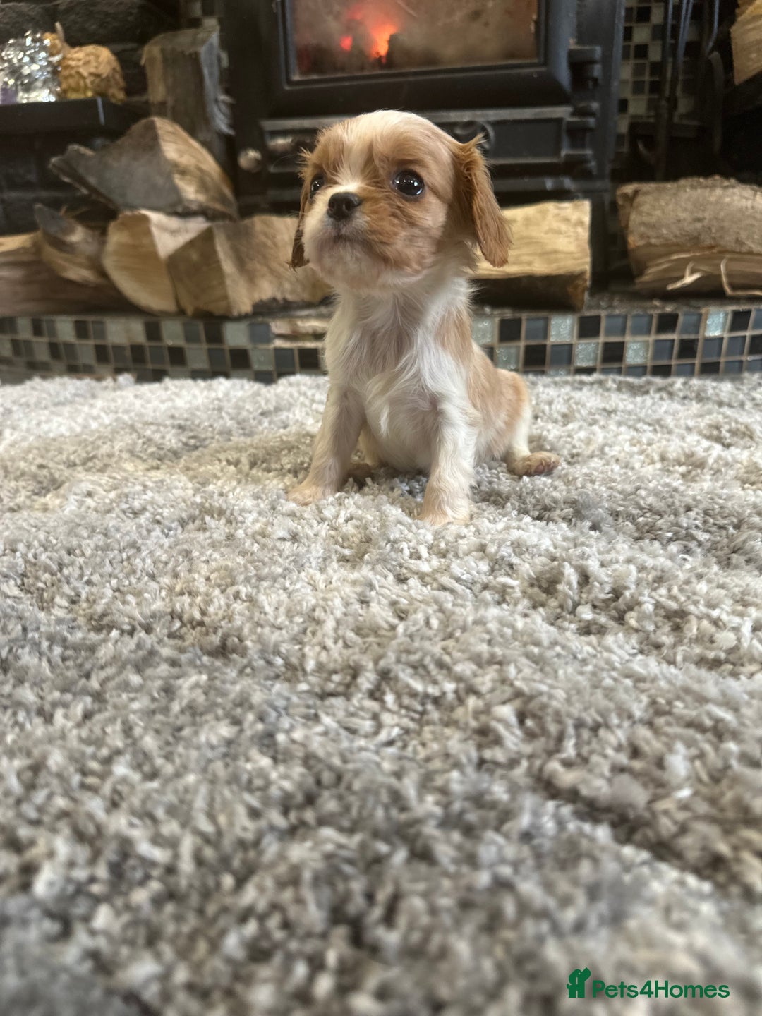 Cavalier King Charles Spaniel dogs for sale: ** DNA CLEAR 🧬 KC REGISTERED CAVALIER PUPPIES ** - Advert 6