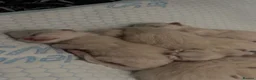 Ragdoll cats for sale: Beautiful Healthy Ragdolls  - Advert 8