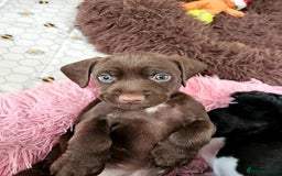 Staffordshire Bull Terrier dogs for sale: Staffie x Cockapoo puppies - Image 19