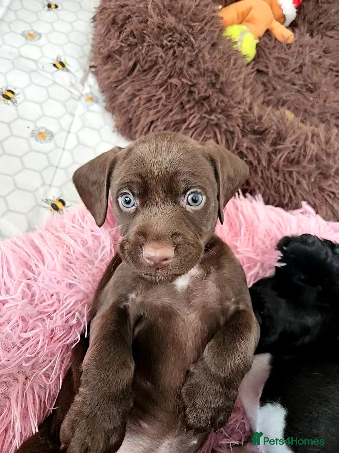 Staffordshire Bull Terrier dogs for sale: Staffie x Cockapoo puppies - Image 19