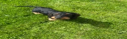 Dachshund dogs for sale: Kc registered Standard wire haired dachshund pups  - Advert 5