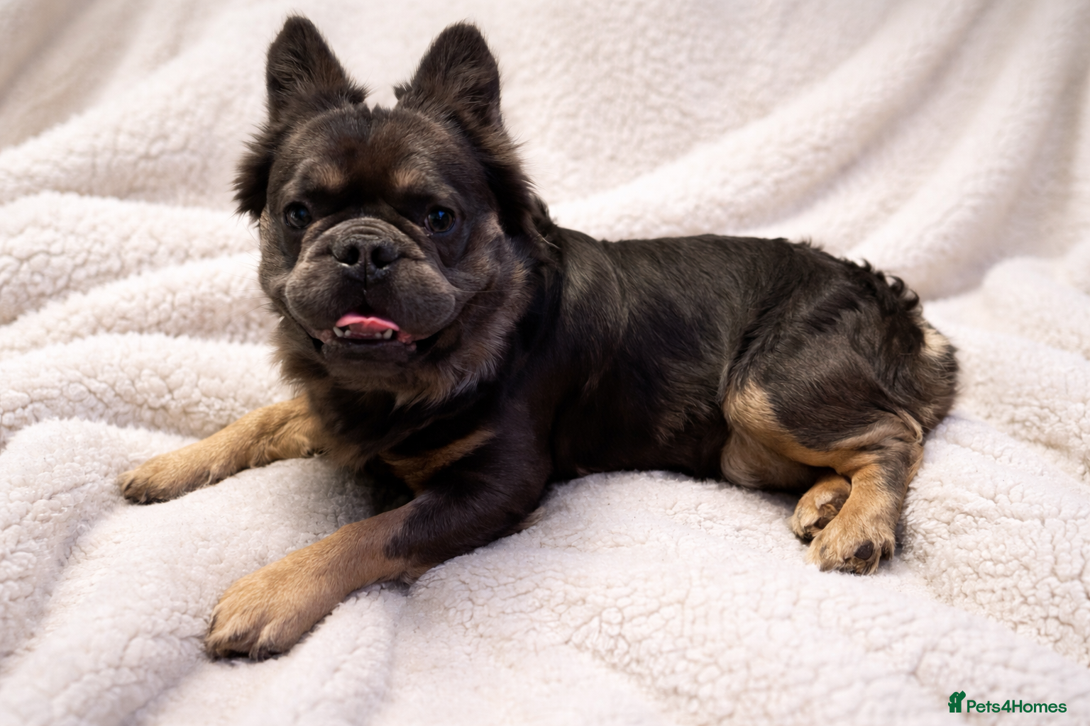 French Bulldog dogs DWKC Fluffy blue tan  - Advert 1