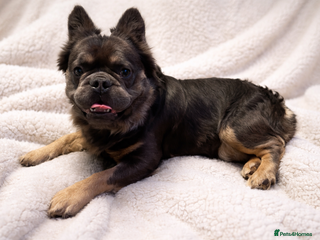 French Bulldog dogs DWKC Fluffy blue tan - Advert 1